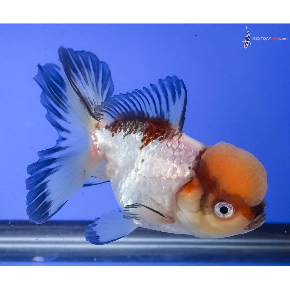 4.5” Imported Tri Color Panda Oranda