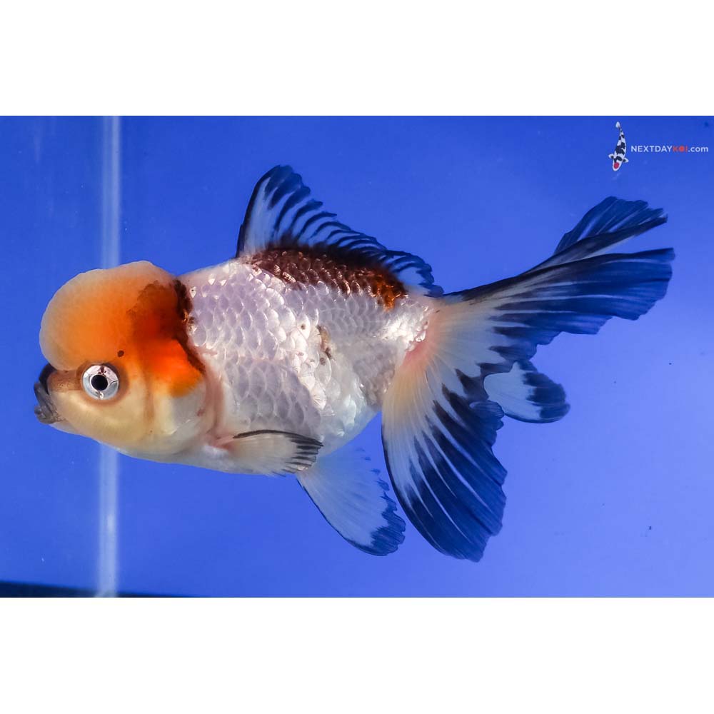 4.5” Imported Tri Color Panda Oranda