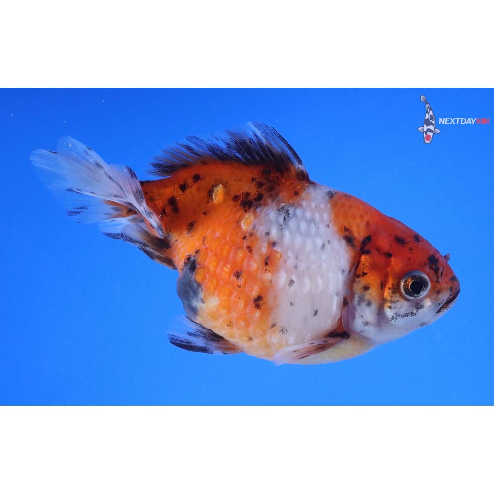 4” Imported Calico Pearlscale