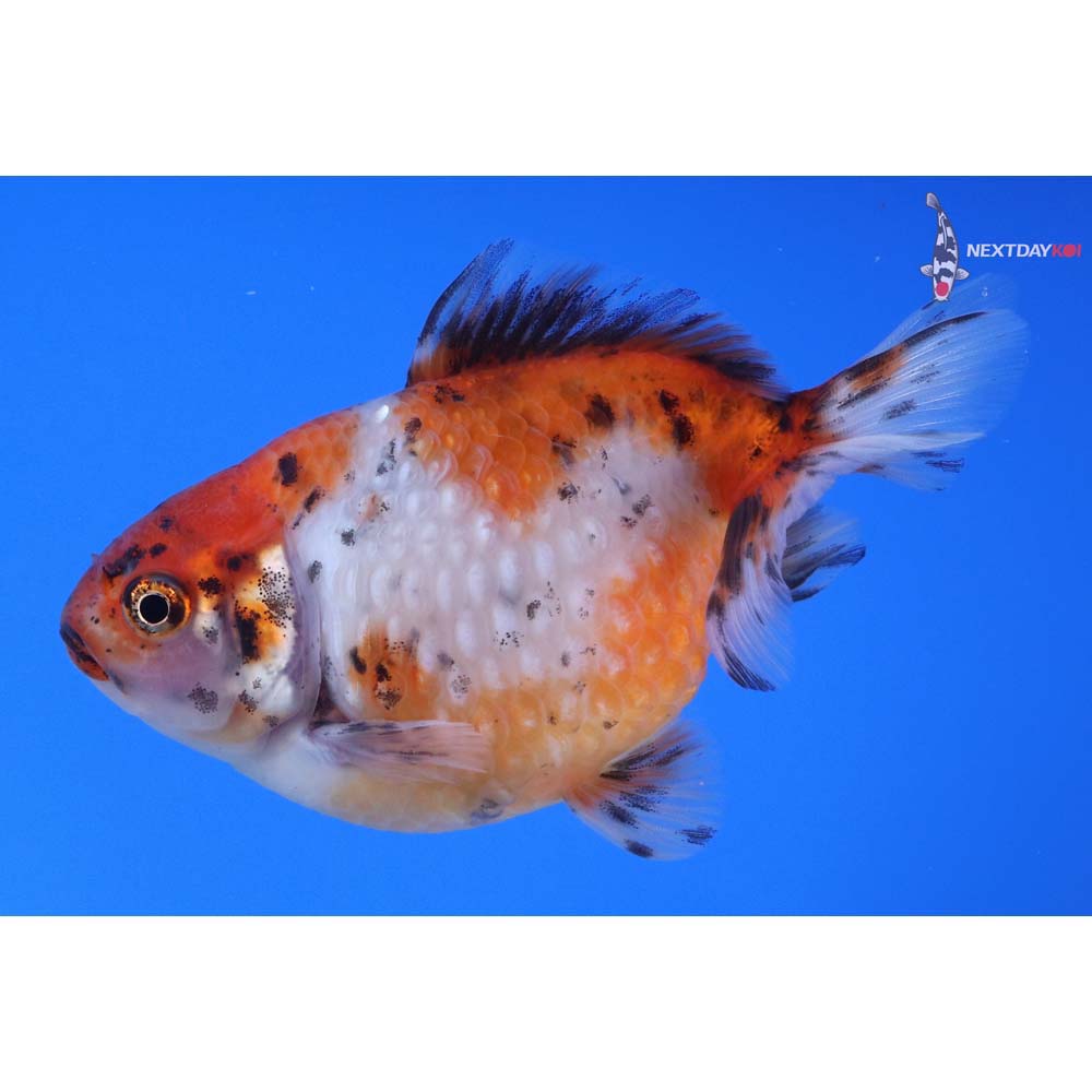 4” Imported Calico Pearlscale