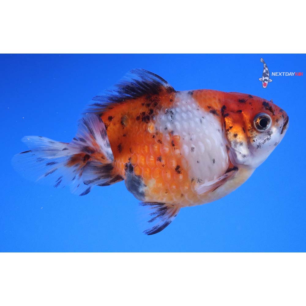 4” Imported Calico Pearlscale