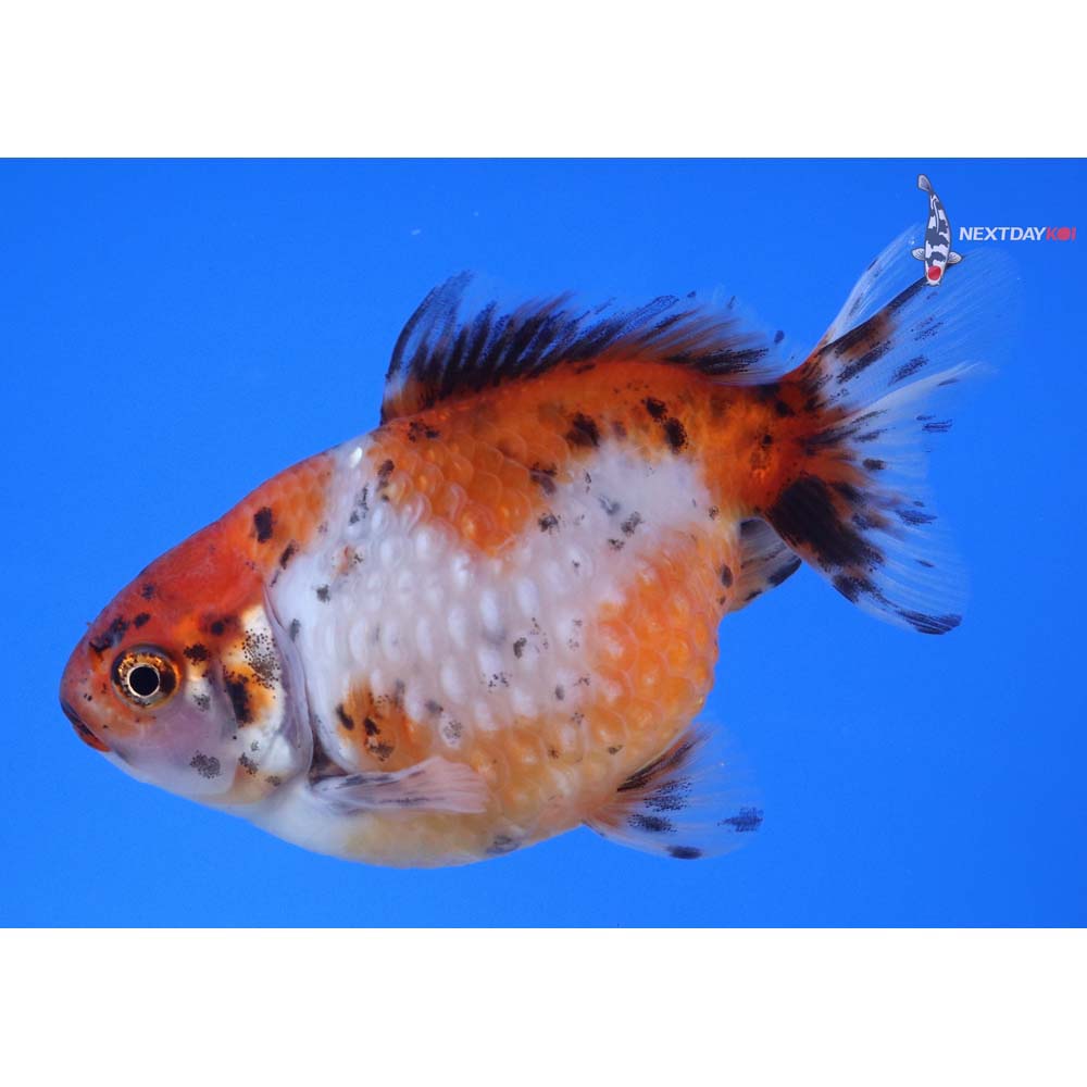 4” Imported Calico Pearlscale