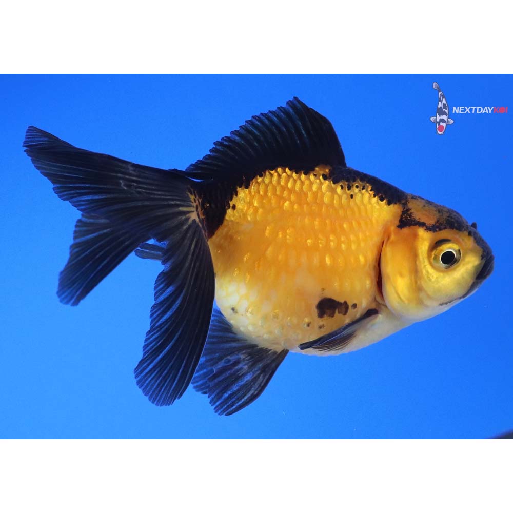 4” Imported Yellow and Black Pearlscale