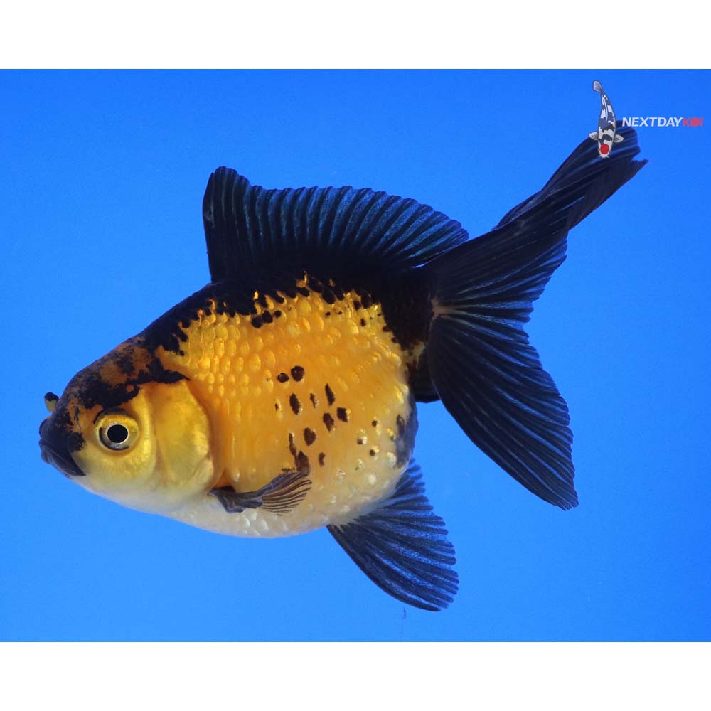 4” Imported Yellow and Black Pearlscale