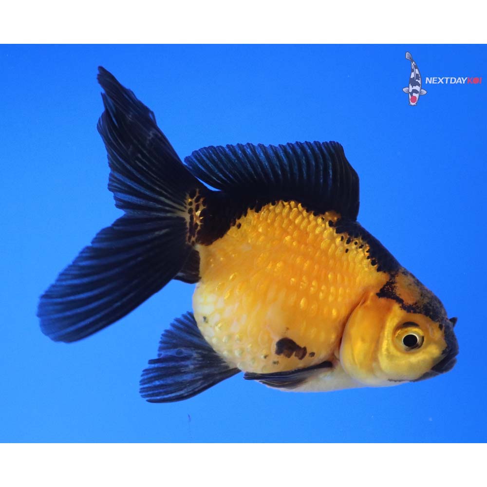 4” Imported Yellow and Black Pearlscale