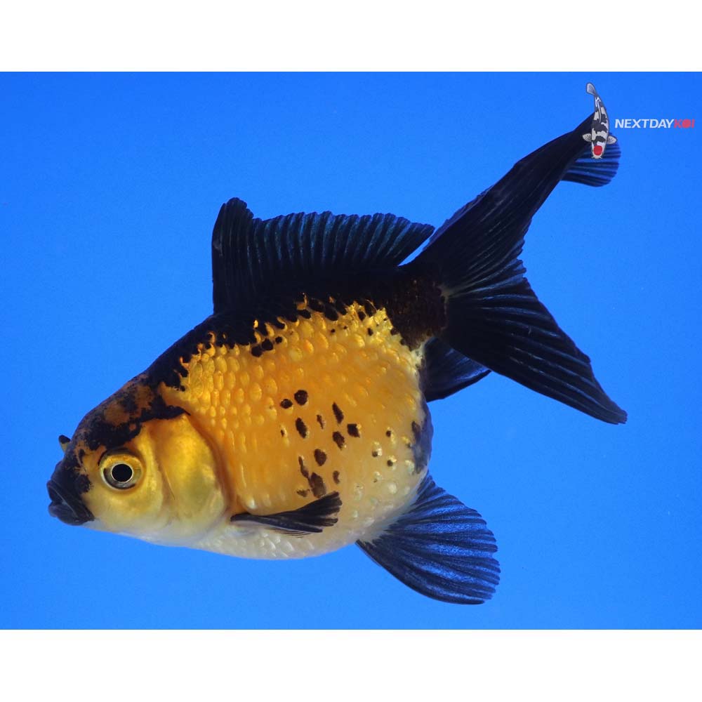 4” Imported Yellow and Black Pearlscale