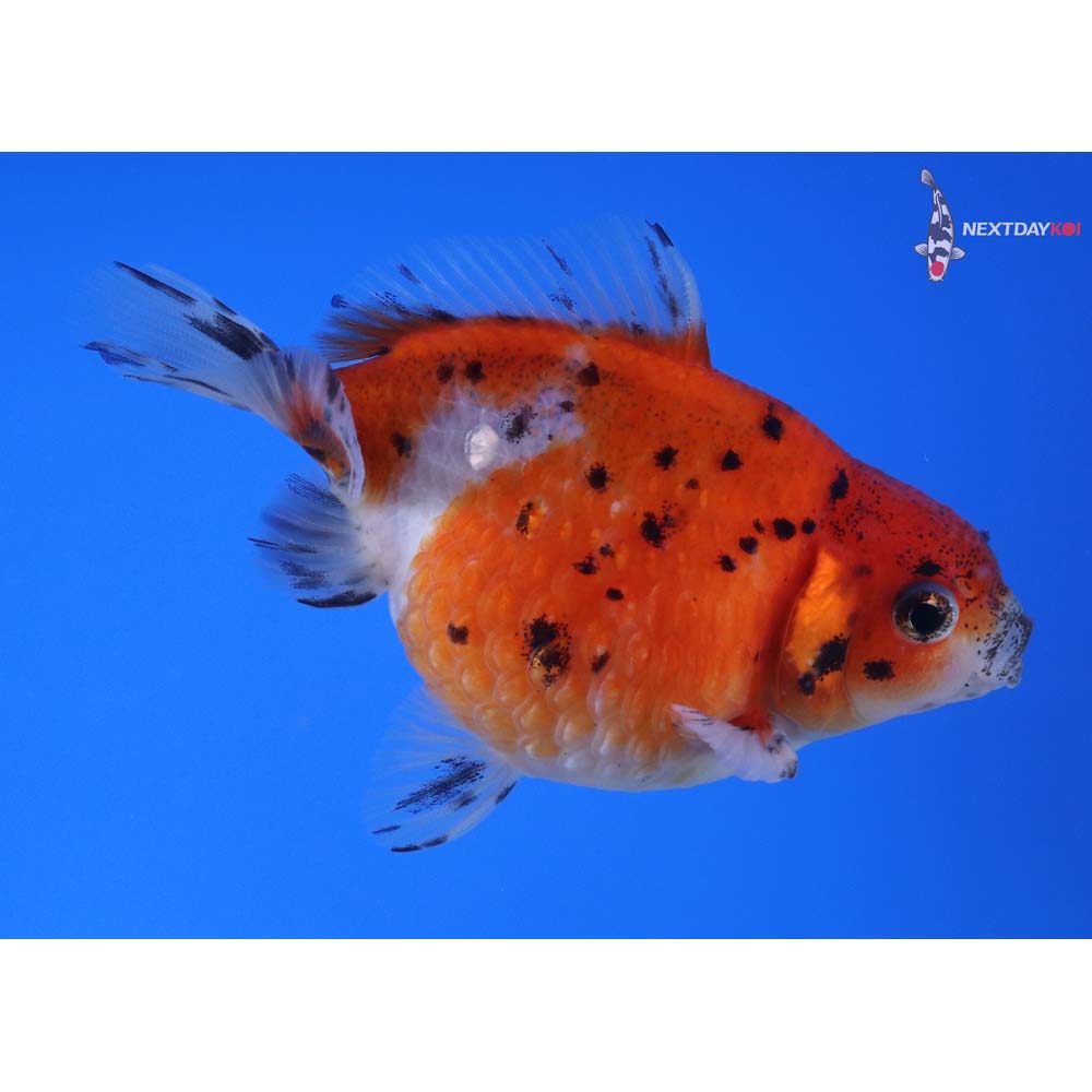 4” Imported Calico Pearlscale