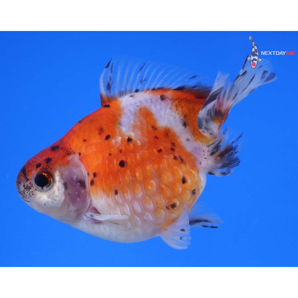 4” Imported Calico Pearlscale