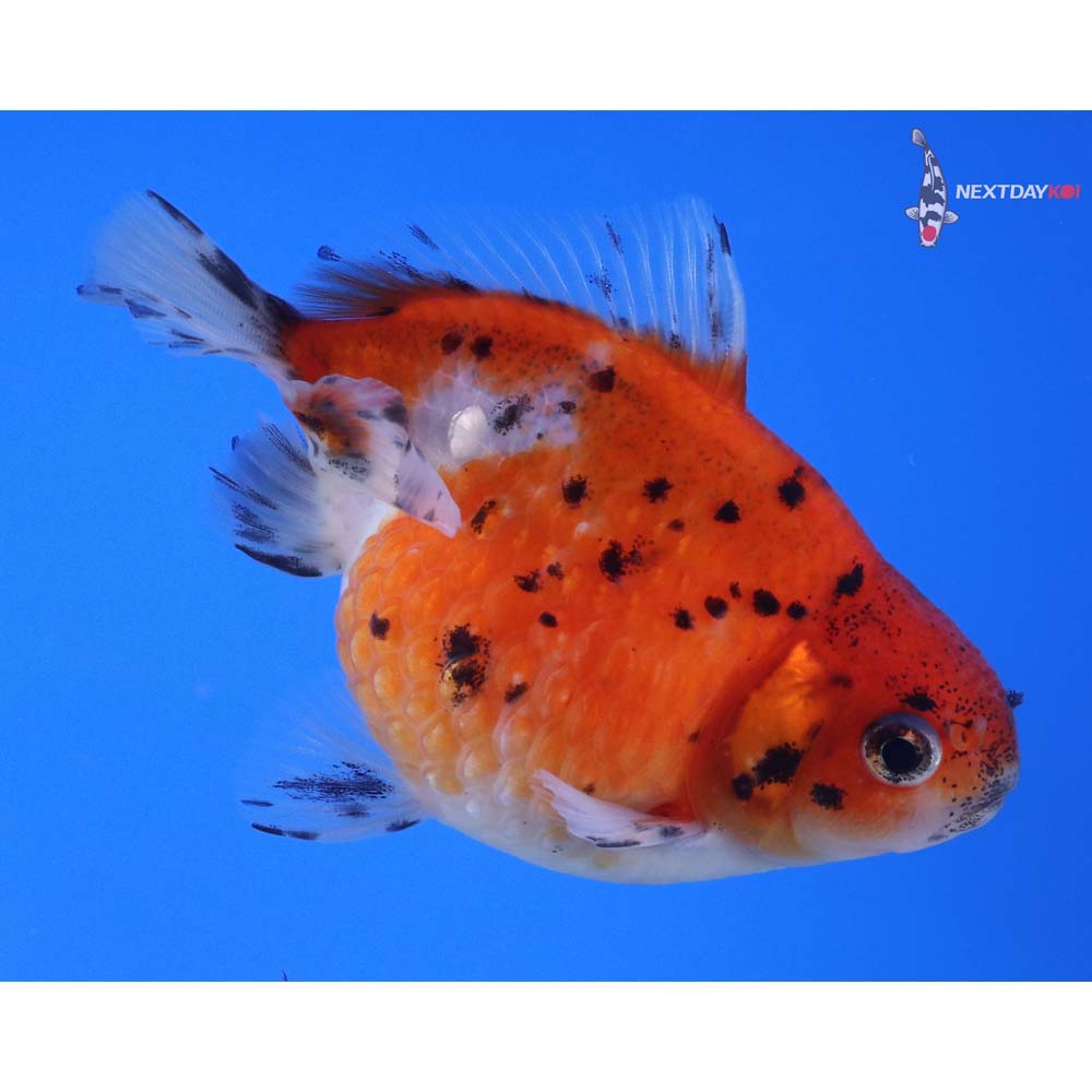 4” Imported Calico Pearlscale