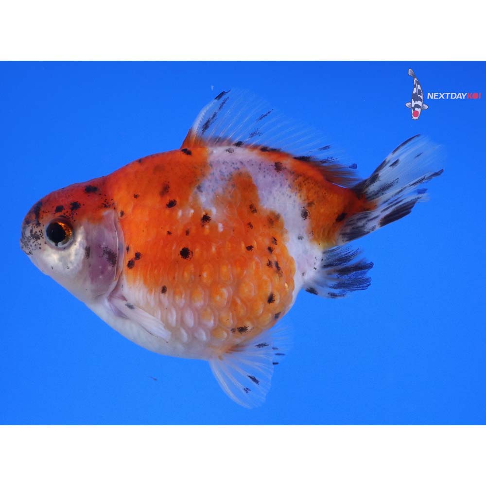 4” Imported Calico Pearlscale