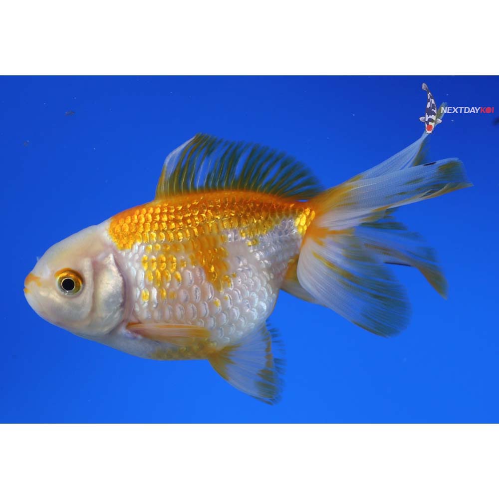 4.5” Imported Yellow and White Pearlscale