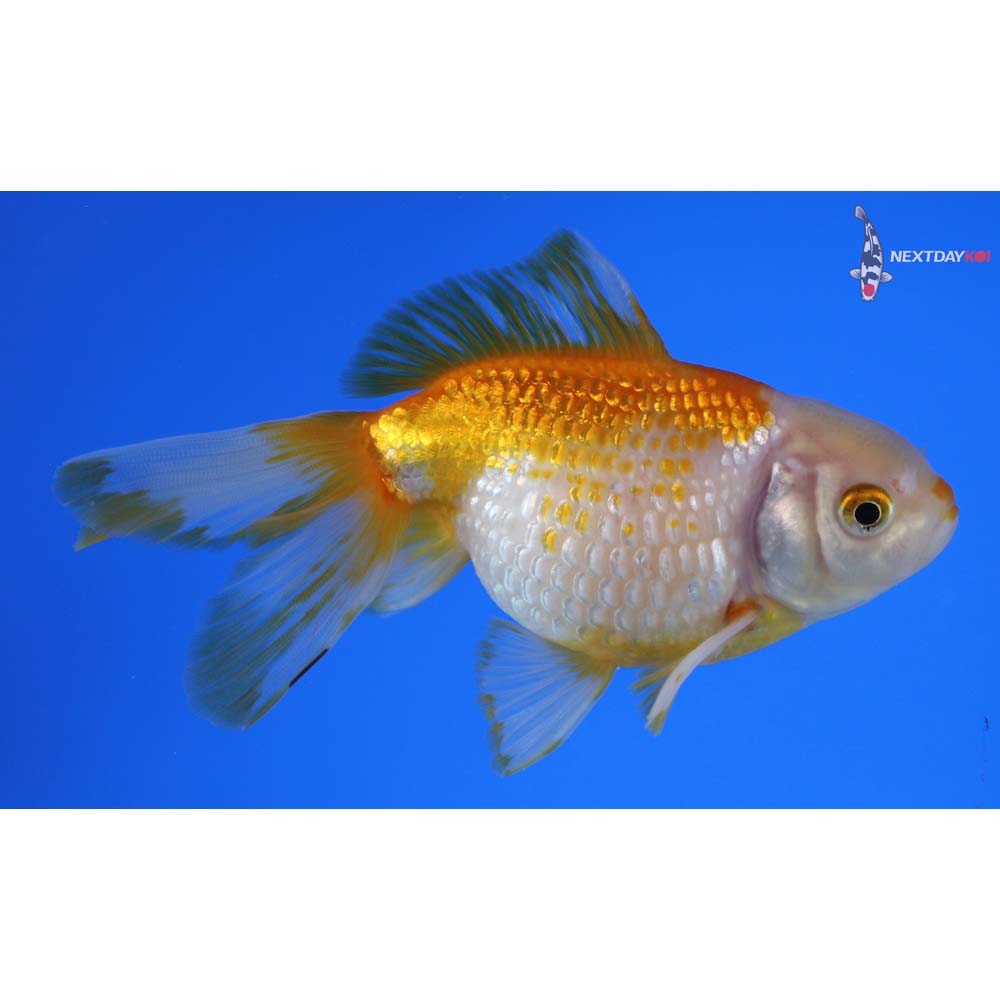 4.5” Imported Yellow and White Pearlscale