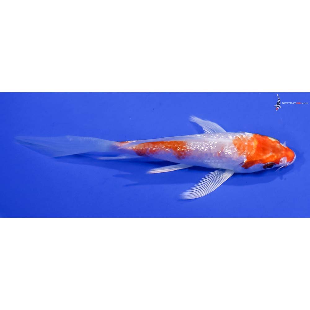 4” Imported Gin Rin Hariwake Butterfly Koi