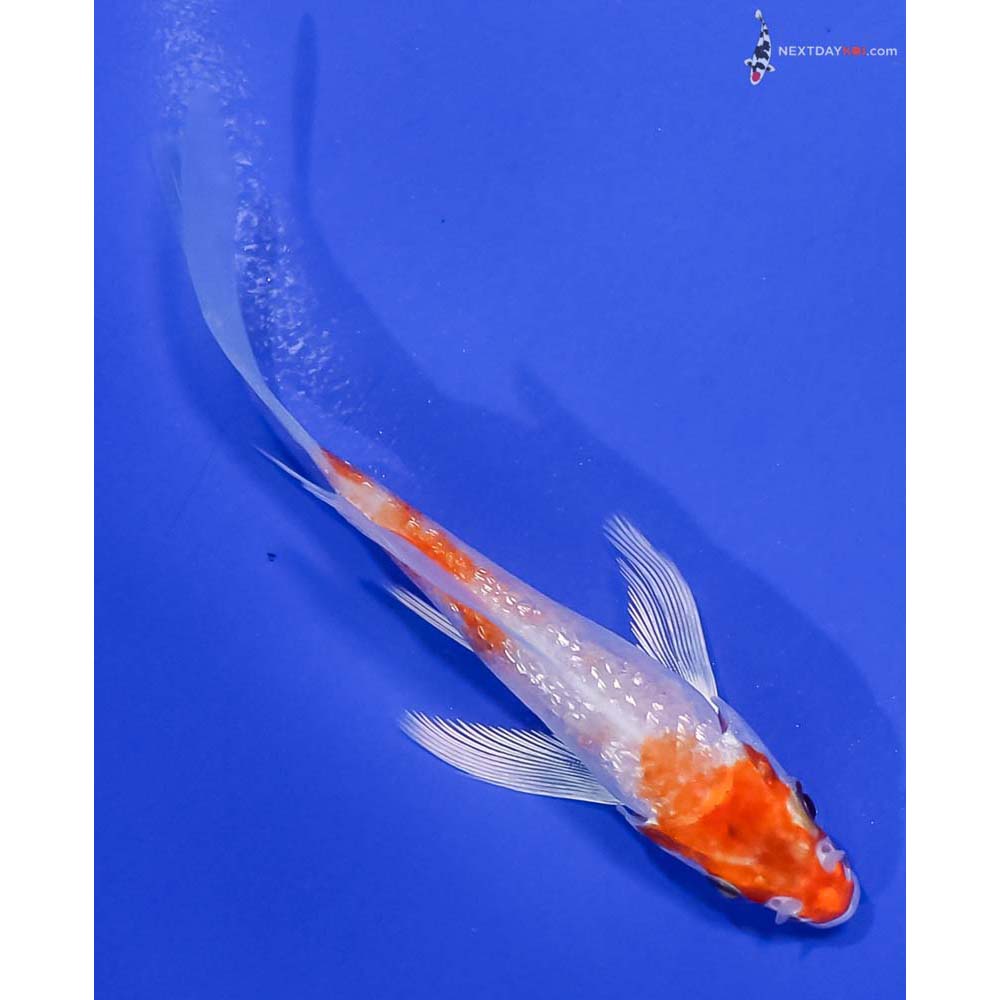 4” Imported Gin Rin Hariwake Butterfly Koi