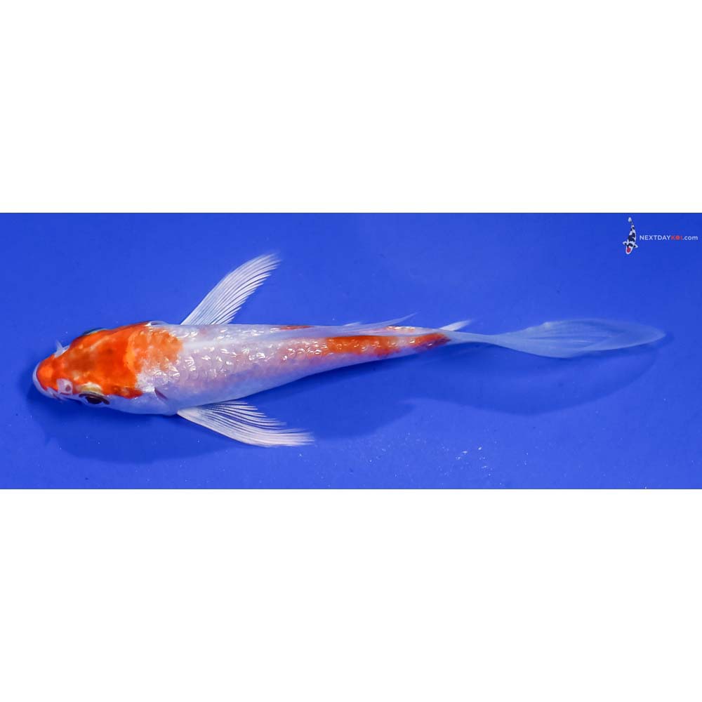 4” Imported Gin Rin Hariwake Butterfly Koi