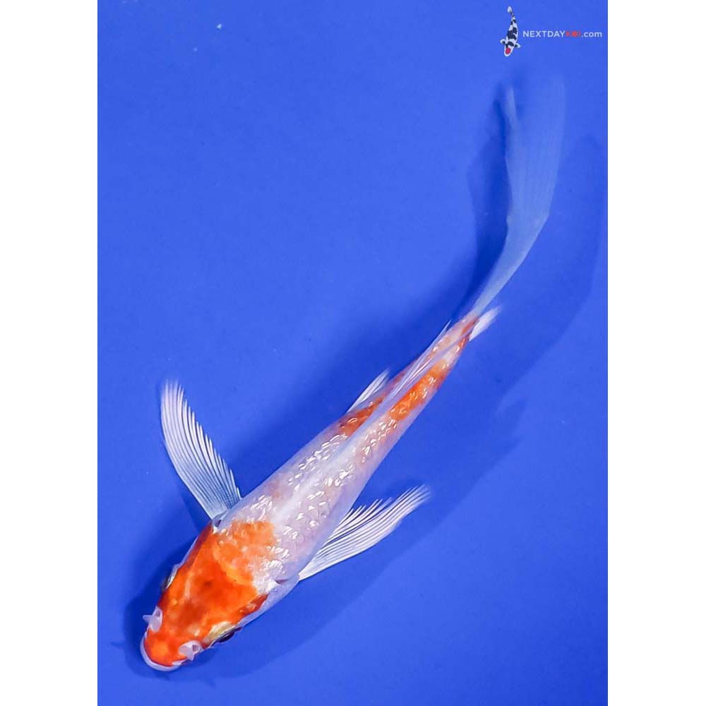 4” Imported Gin Rin Hariwake Butterfly Koi
