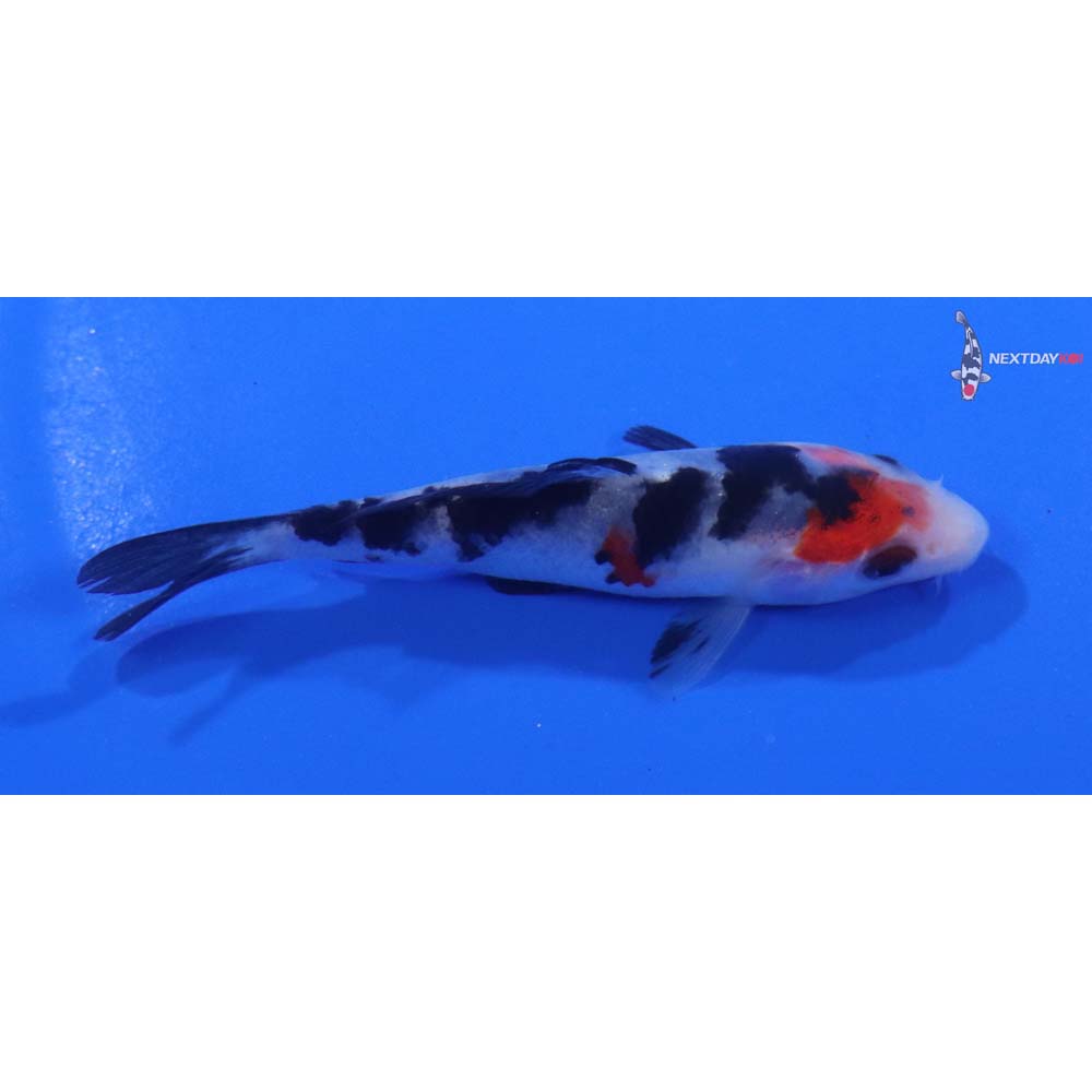 3” Imported Sanke