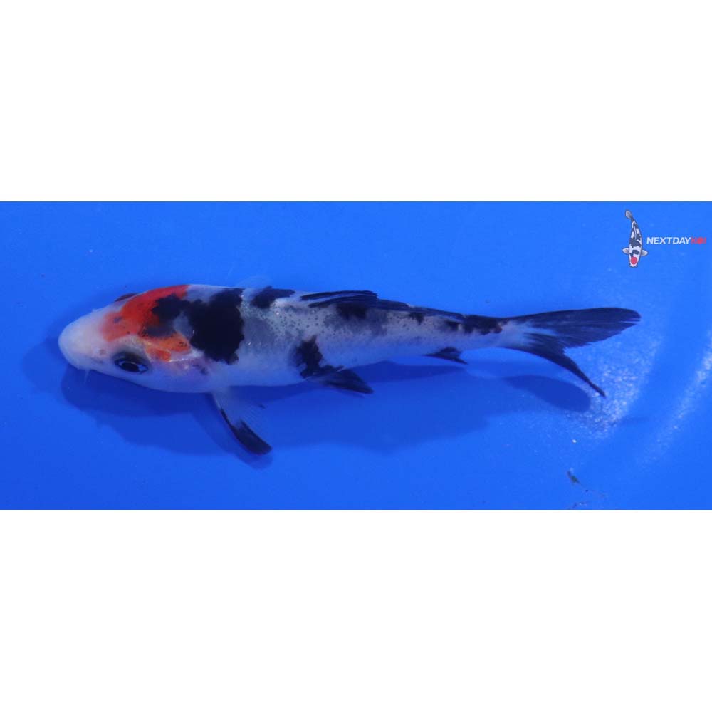 3” Imported Sanke