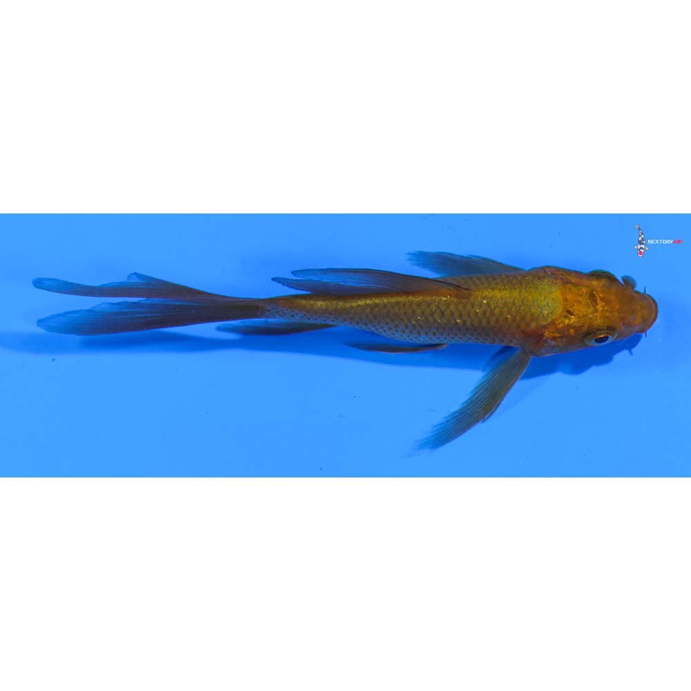 4” Imported Chagoi Butterfly Koi