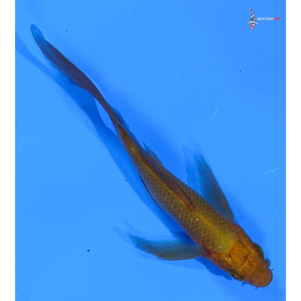4” Imported Chagoi Butterfly Koi