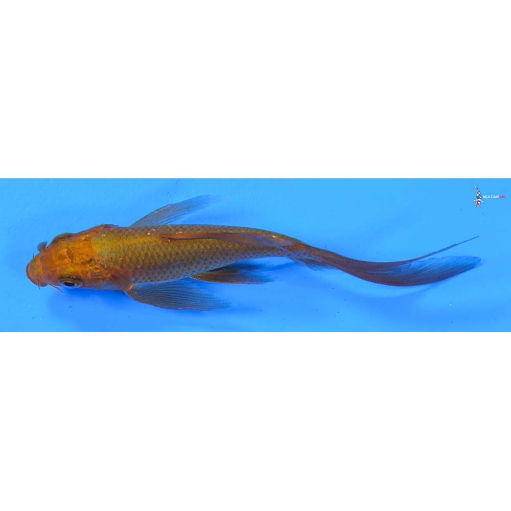4” Imported Chagoi Butterfly Koi