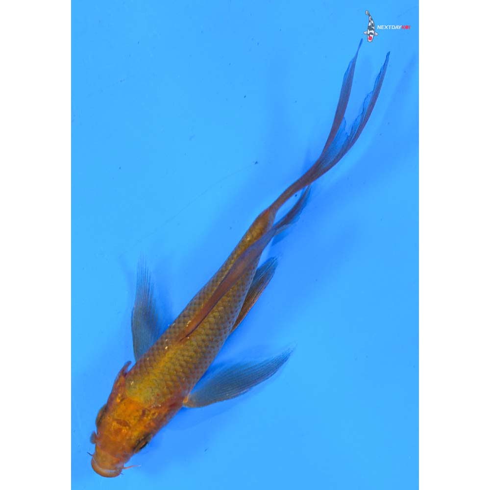4” Imported Chagoi Butterfly Koi