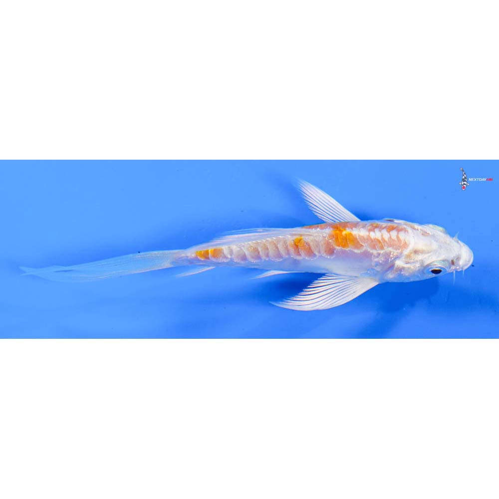 4” Imported Kikusui Butterfly Koi