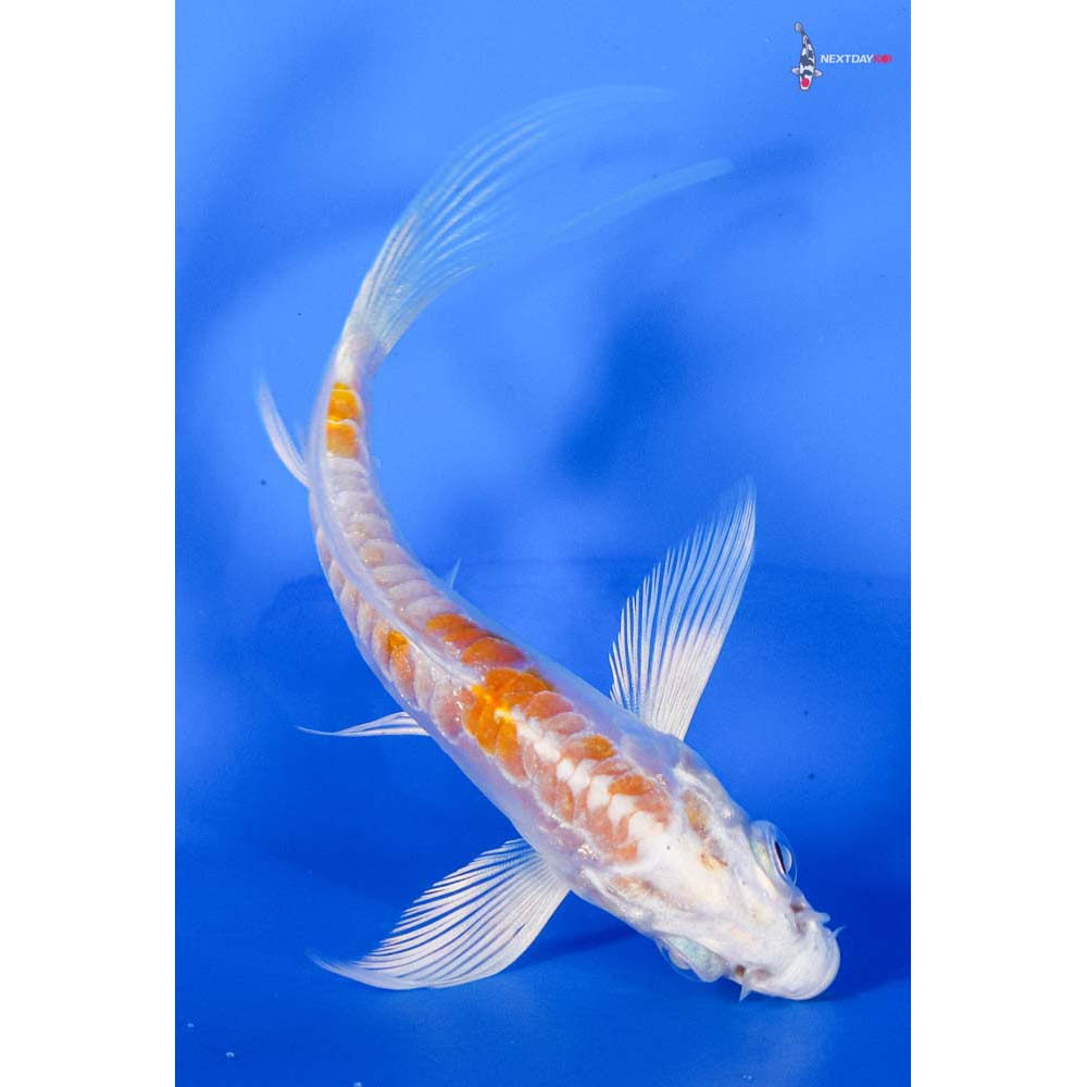 4” Imported Kikusui Butterfly Koi
