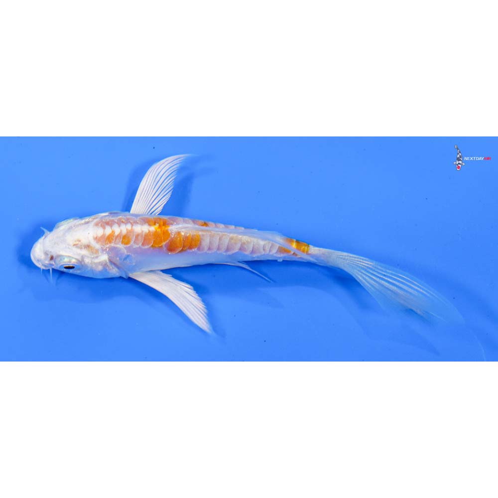 4” Imported Kikusui Butterfly Koi