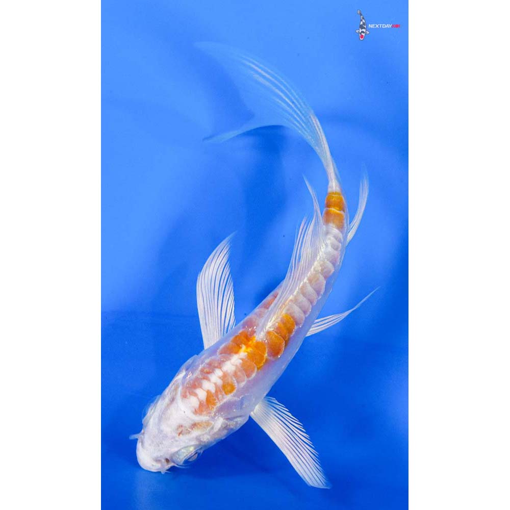 4” Imported Kikusui Butterfly Koi