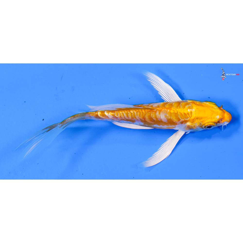 4” Imported Kikusui Butterfly Koi