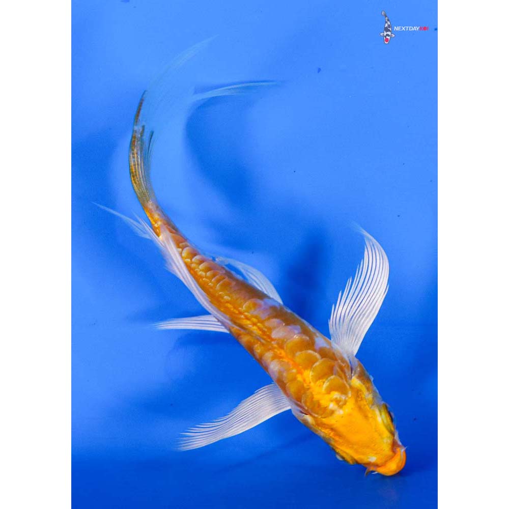 4” Imported Kikusui Butterfly Koi