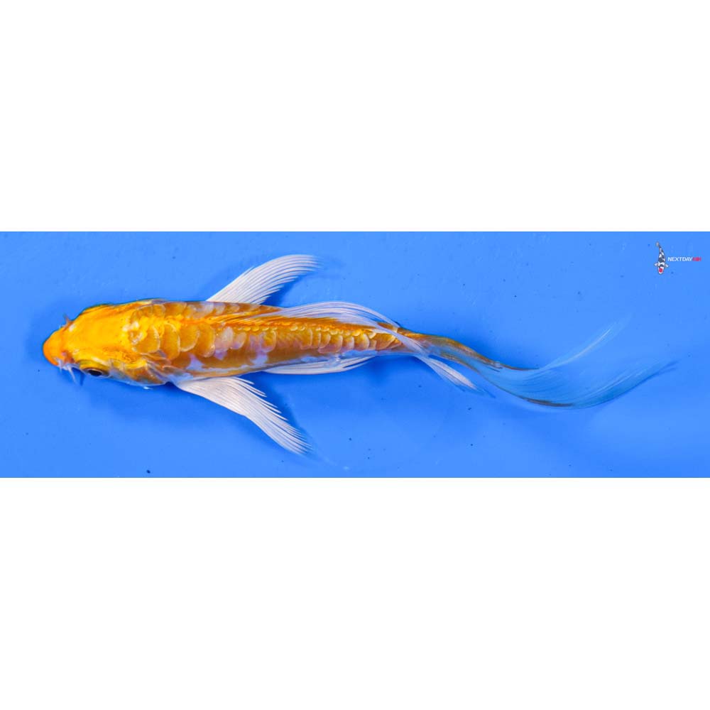4” Imported Kikusui Butterfly Koi