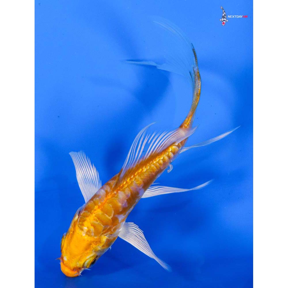 4” Imported Kikusui Butterfly Koi