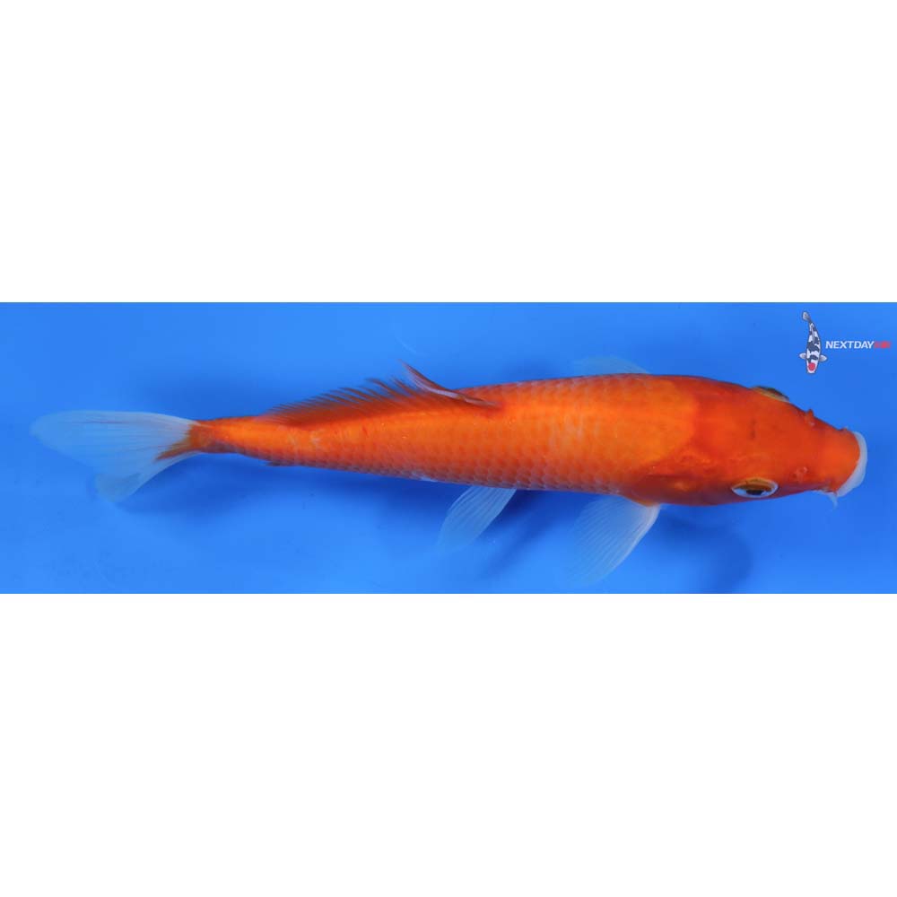 7” Imported Kohaku