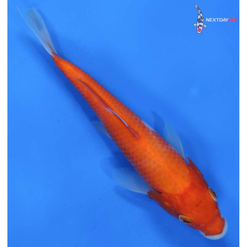 7” Imported Kohaku