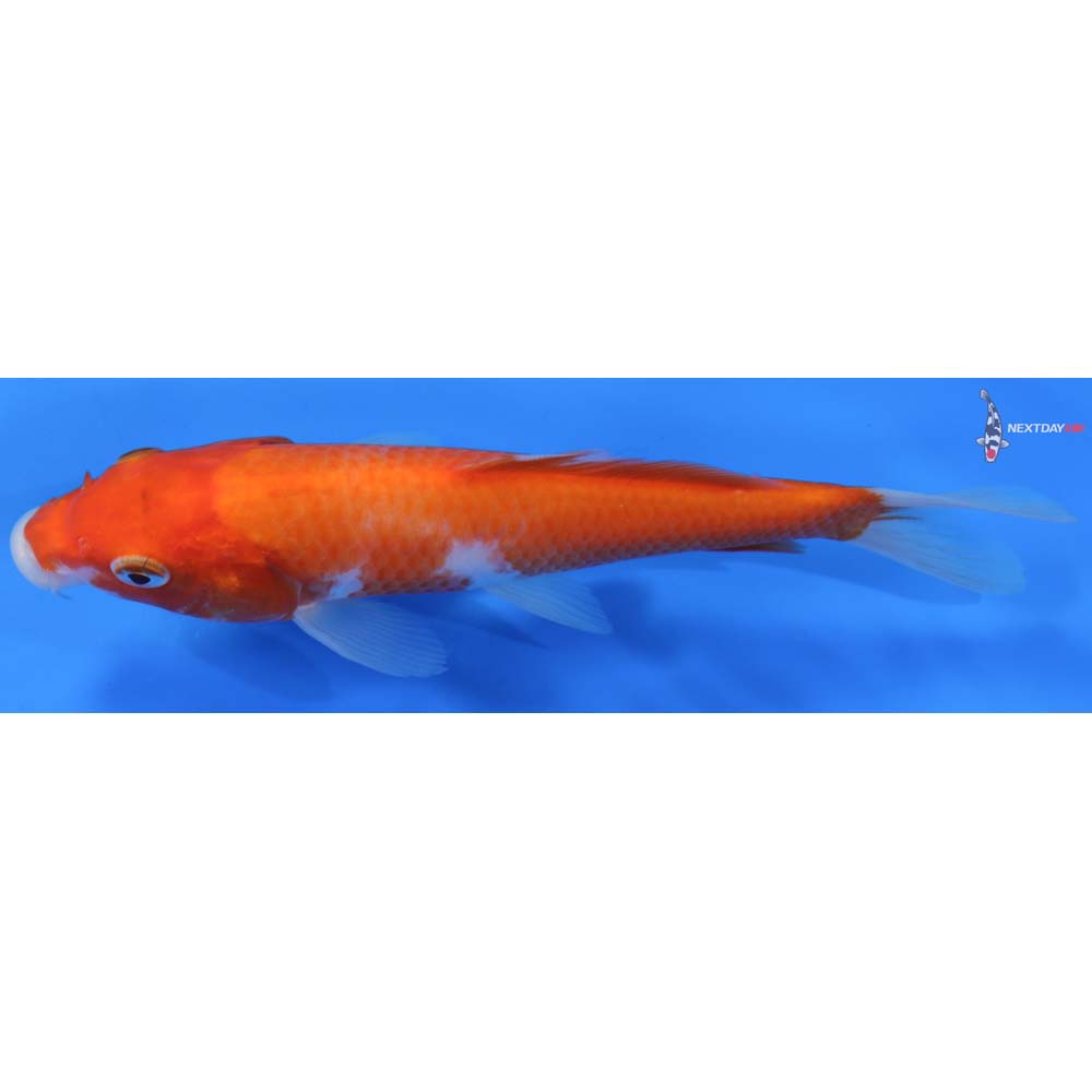 7” Imported Kohaku