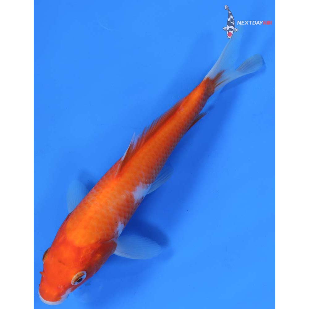 7” Imported Kohaku