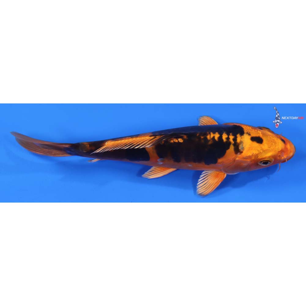 6.5” Imported Kin Kikokuryu