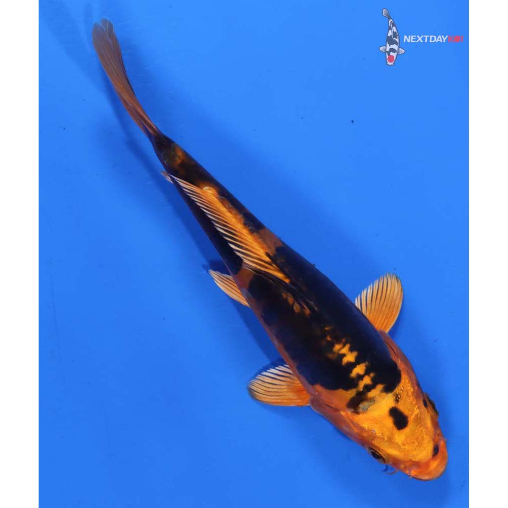 6.5” Imported Kin Kikokuryu