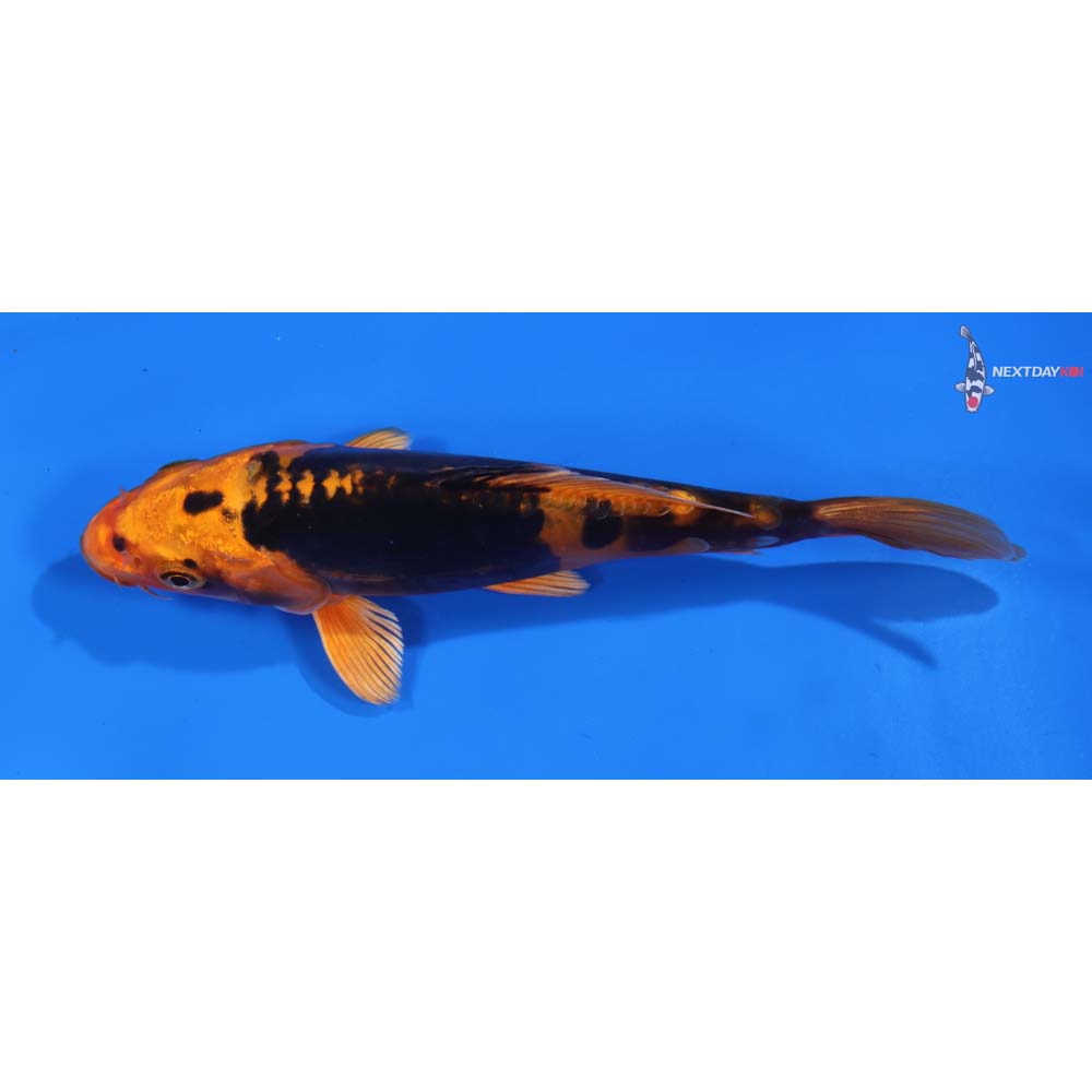6.5” Imported Kin Kikokuryu