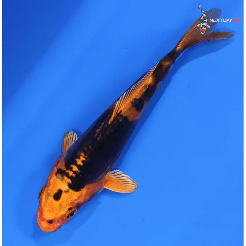 6.5” Imported Kin Kikokuryu