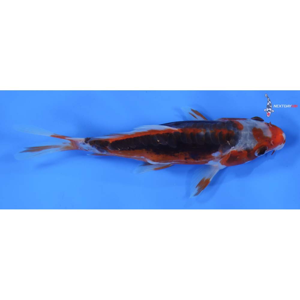 6” Imported Shusui