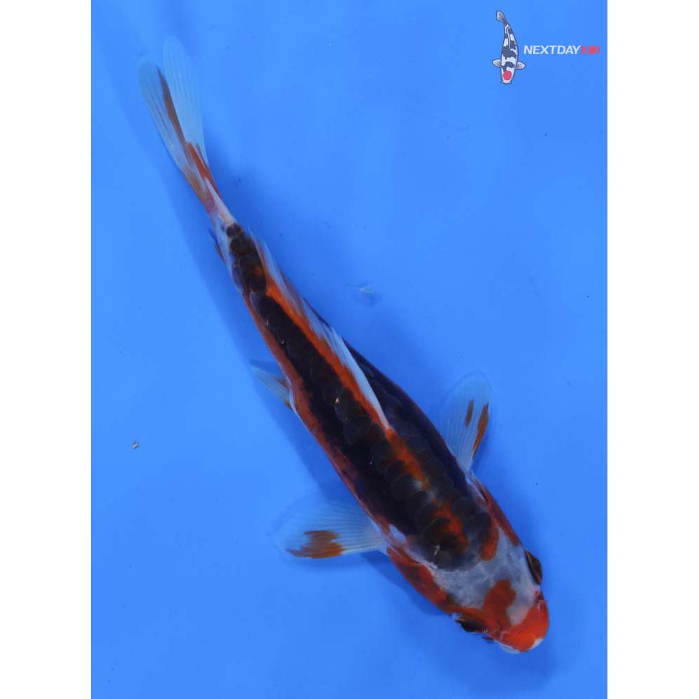 6” Imported Shusui