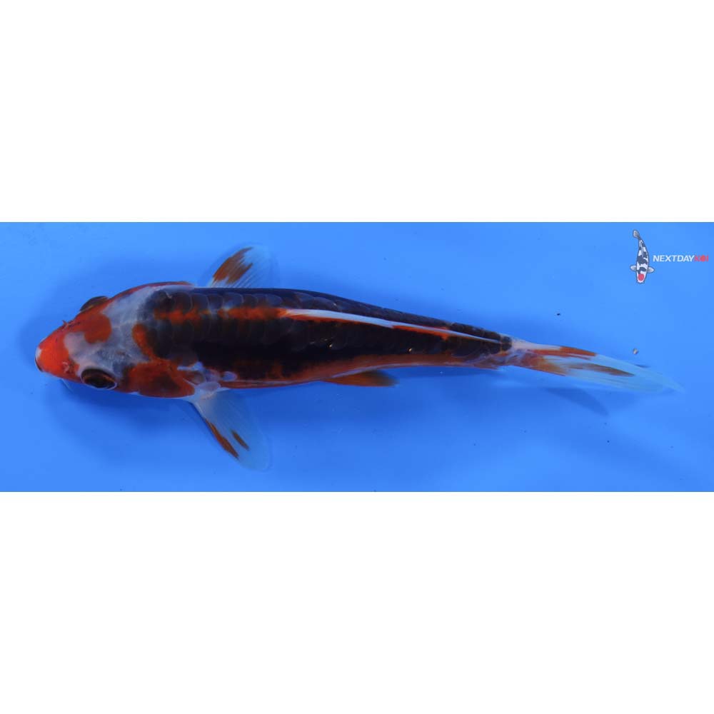6” Imported Shusui