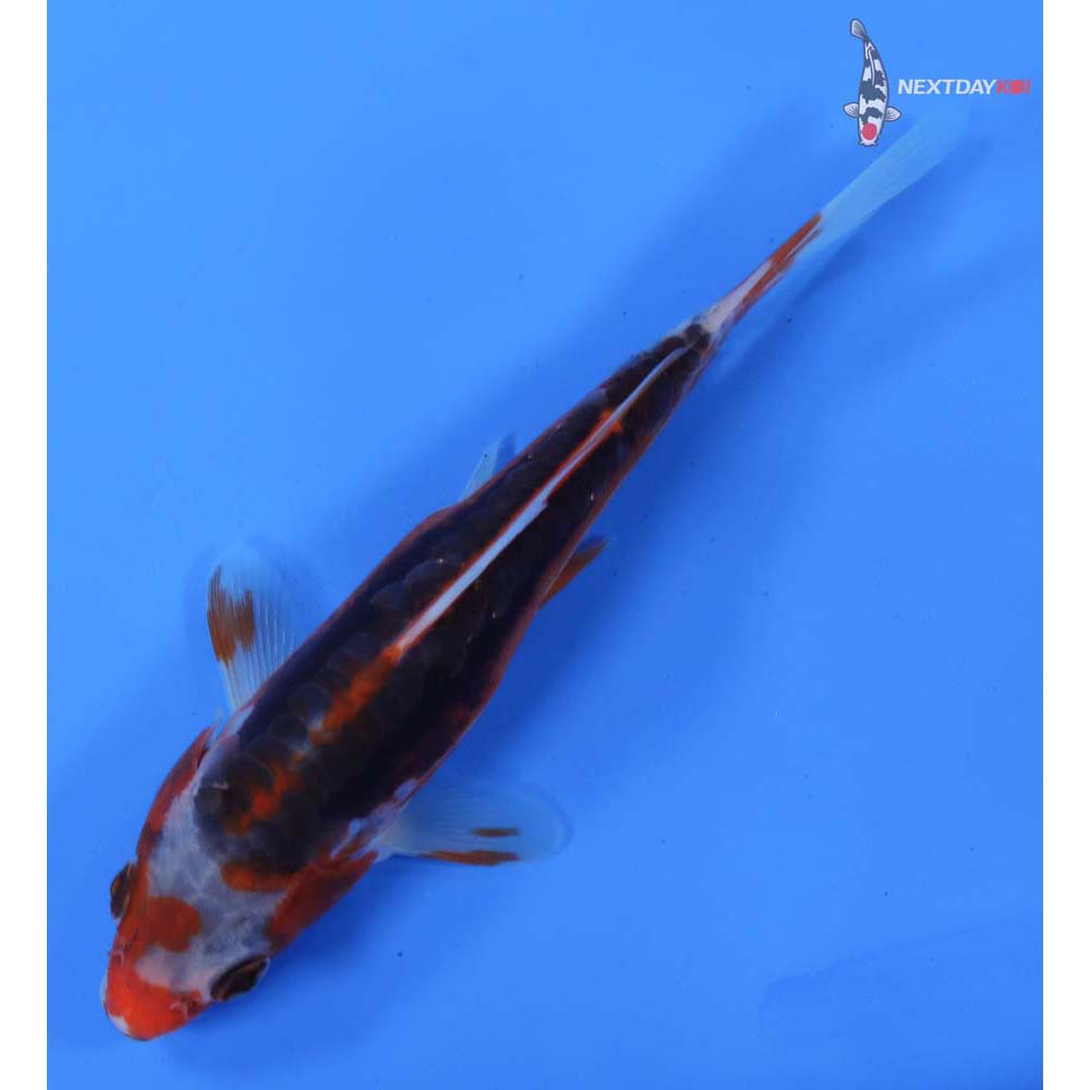 6” Imported Shusui