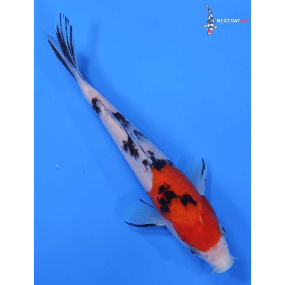 6.5” Imported Sanke