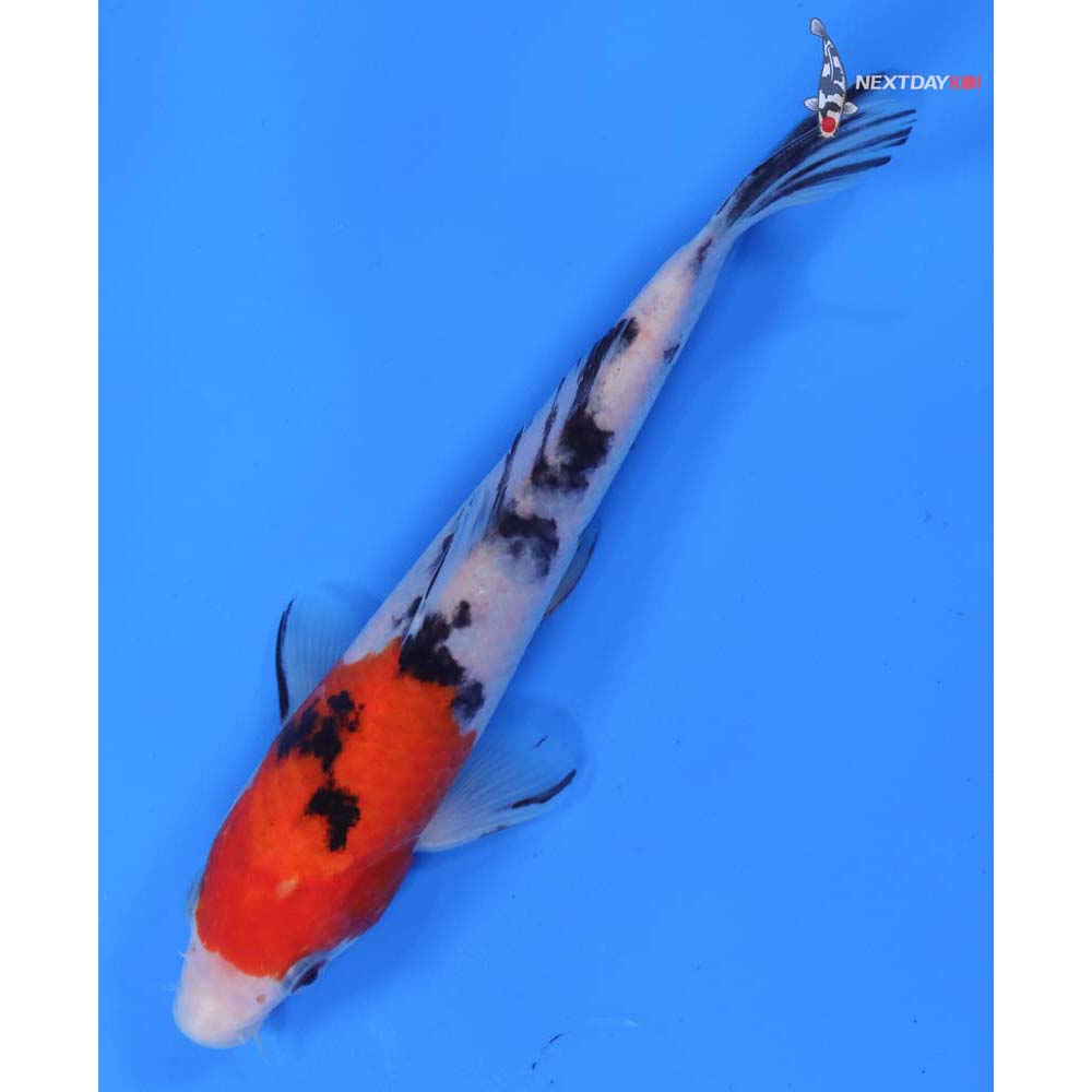 6.5” Imported Sanke