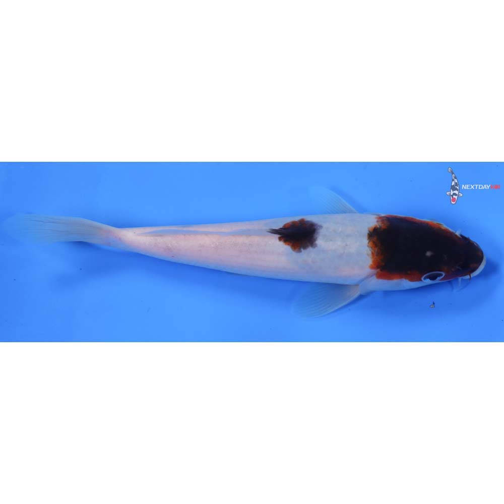 6.5” Imported Goromo