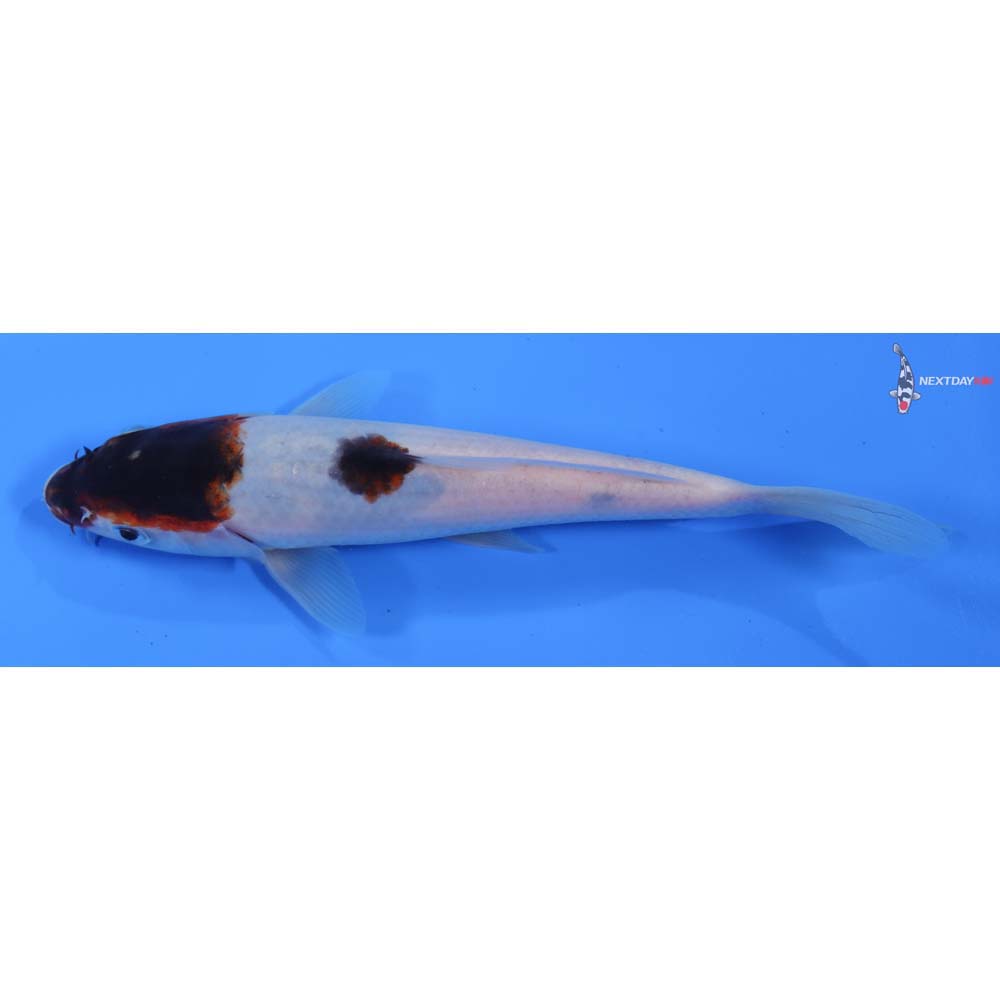 6.5” Imported Goromo